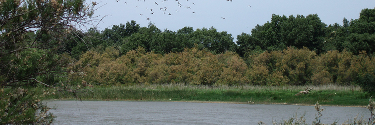 Reserva Natural de los Sotos y Galachos del Ebro