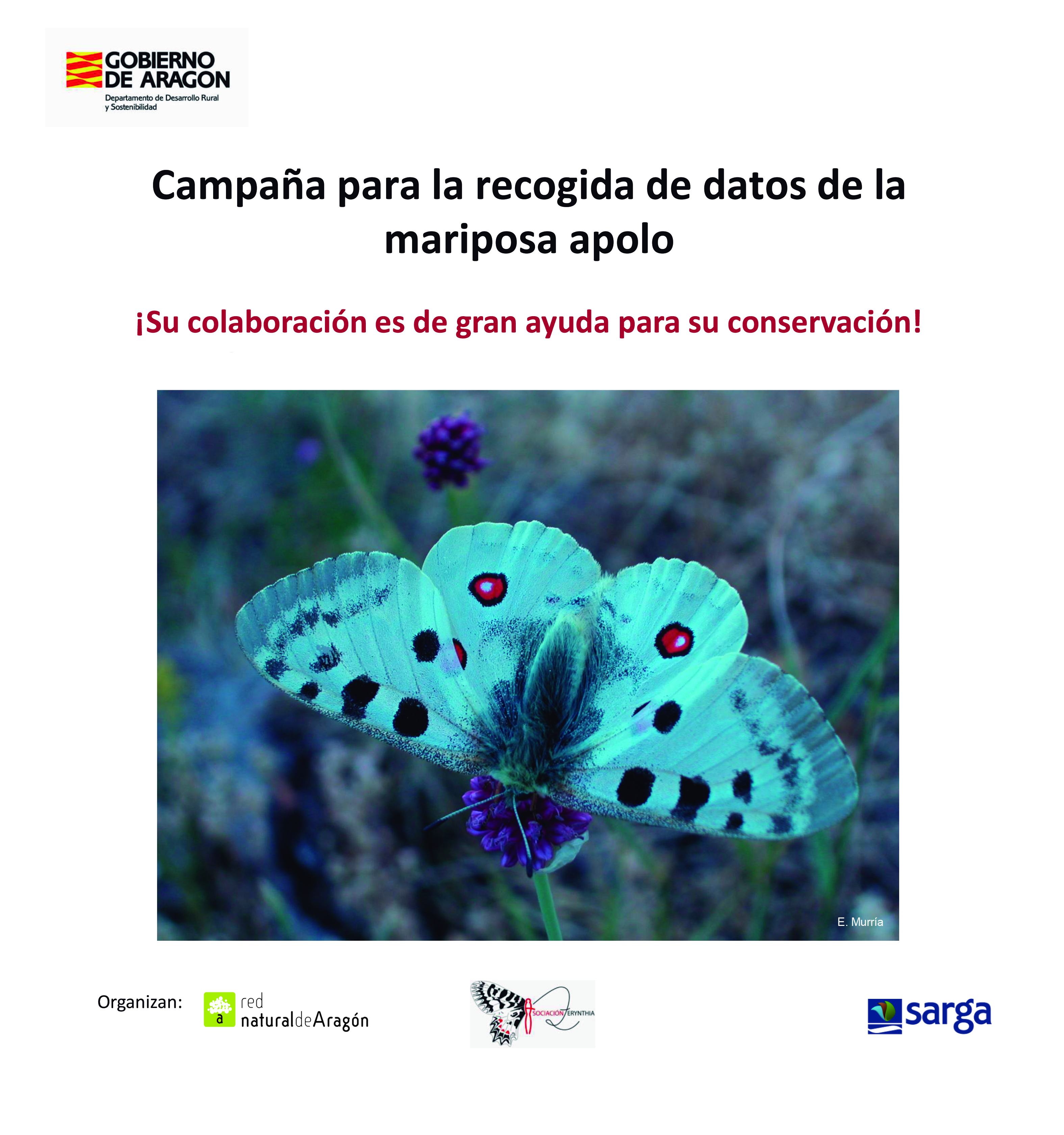 Campaña para la recogida de datos de la Mariposa apolo en el Pa