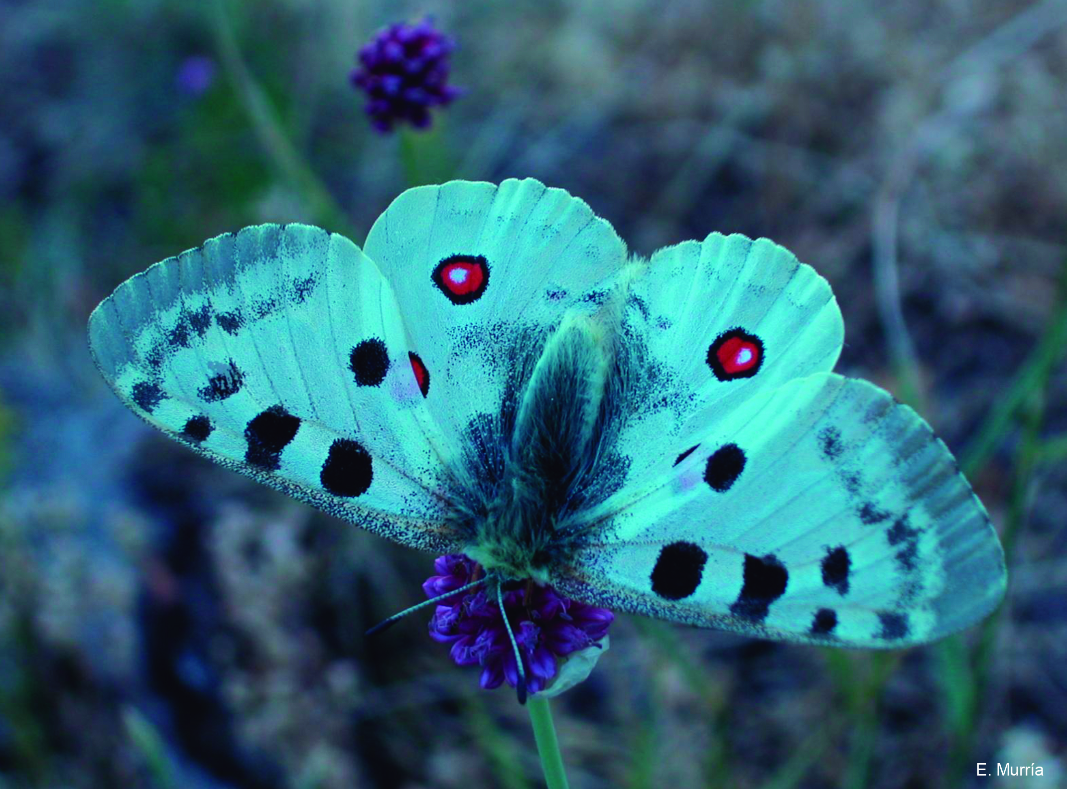 Campaña para la recogida de datos de la Mariposa apolo en el Pa