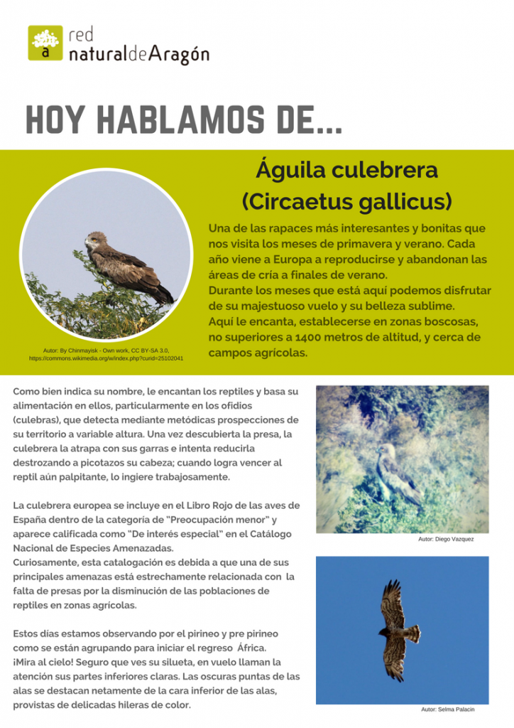 Águila culebrera