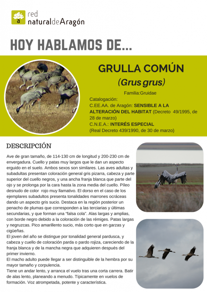 grulla_comun1