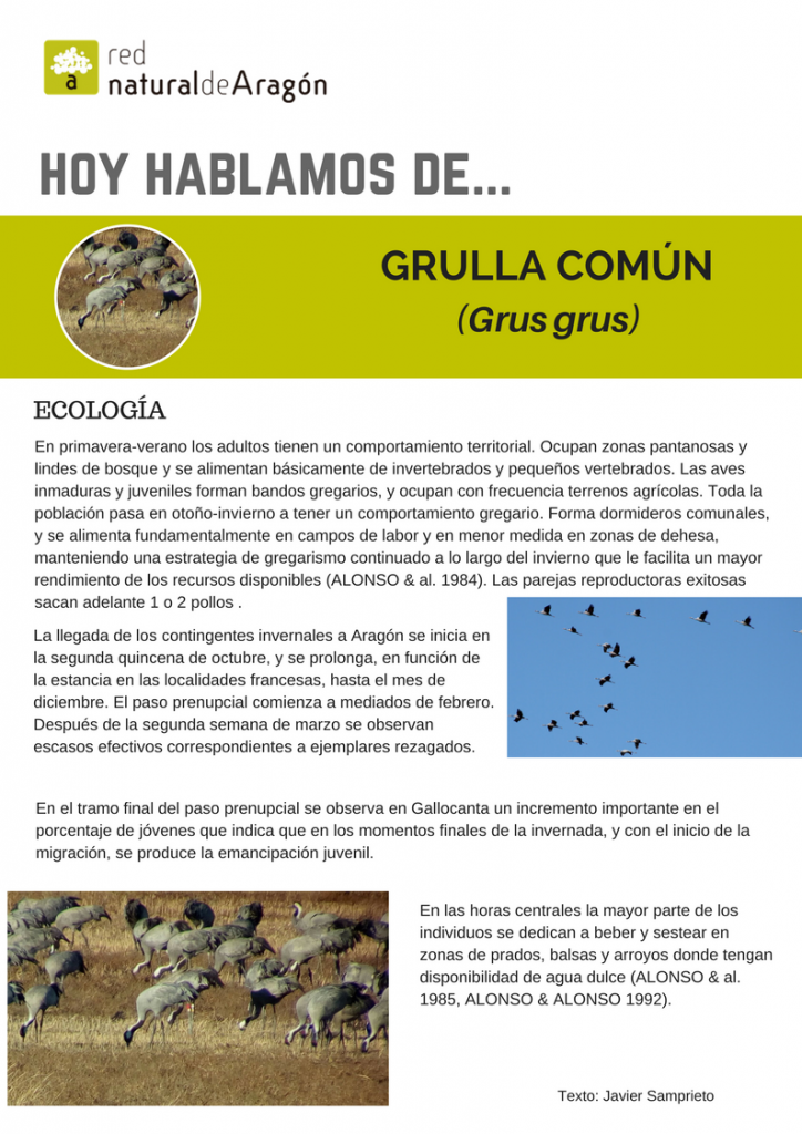 grulla_comun2