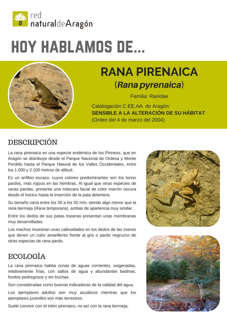 Rana pirenaica