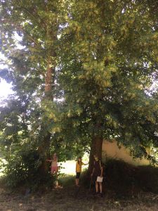 Lausera_ 2020-07-24 at 13.42.50