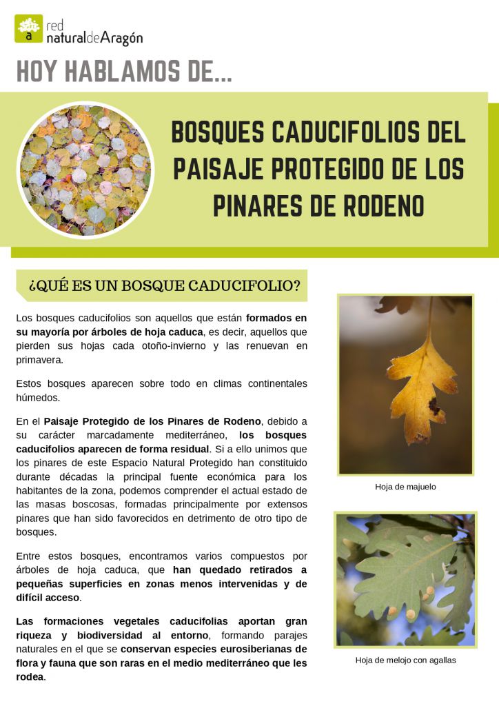 Bosques caducifolios del PP Pinares de Rodeno_Hoy hablamos de_page-0001