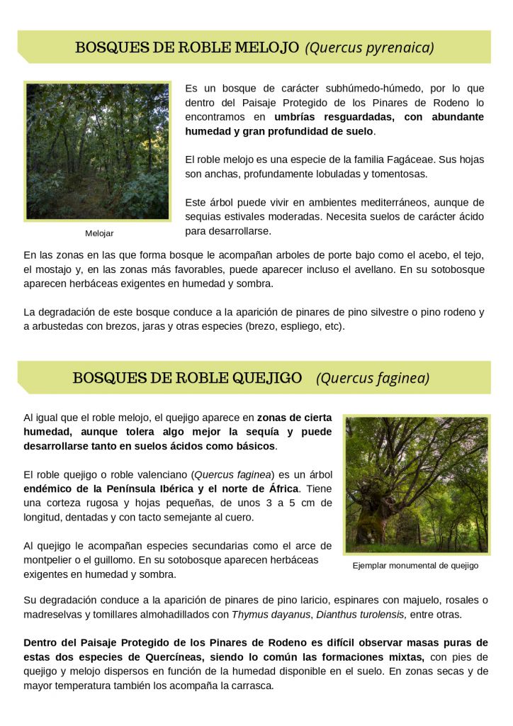 Bosques caducifolios del PP Pinares de Rodeno_Hoy hablamos de_page-0002