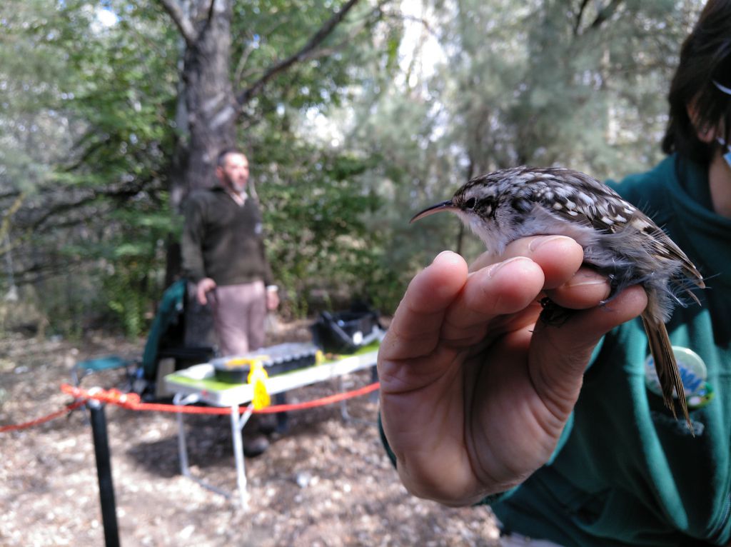 Dia de las aves Alfranca