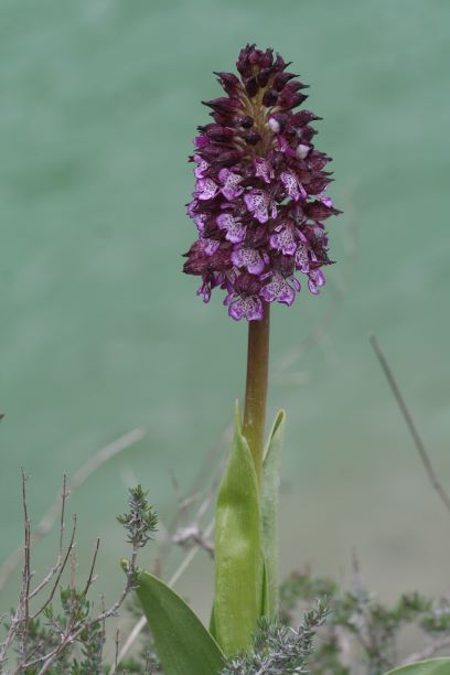 Orquídea. Orchis purpurea. Red Natural de Aragón