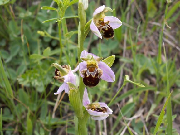 Orquídea. Ophrys apifera. Red Natural de Aragón