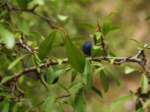 Endrino, Prunus spinosa