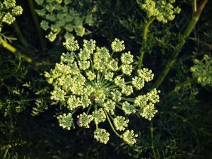 Hinojo, Foeniculum vulgare, tónico digestivo.