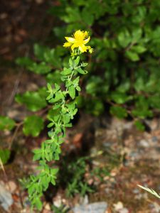 Hipérico, Hypericum perforatum