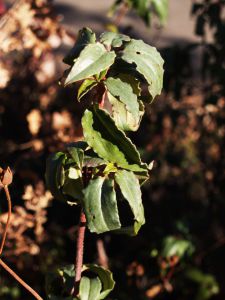 Jara, Cistus