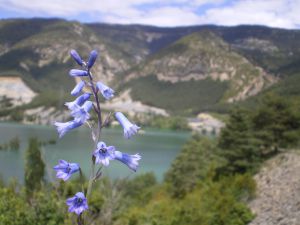 CAMPANILLAS EN EL PARQUE NATURAL DE LA SIERRA Y LOS CAÑONES DE GUARA_RED NATURAL DE ARAGÓN