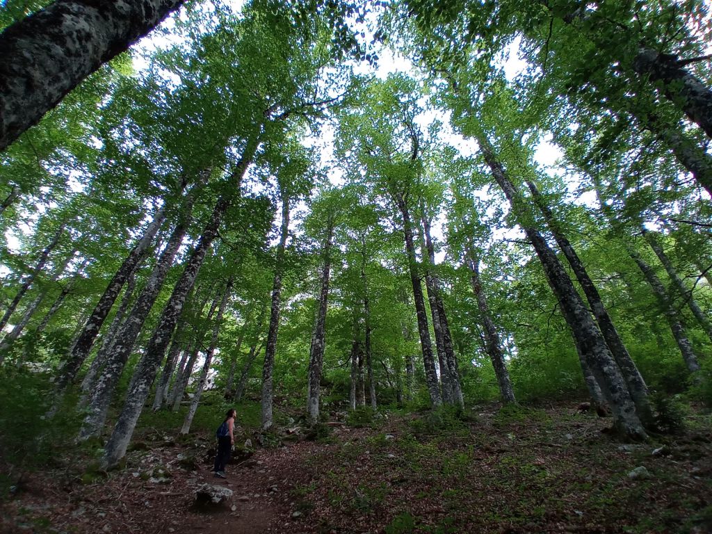 Bosque de Gamueta_Red Natural de Aragón