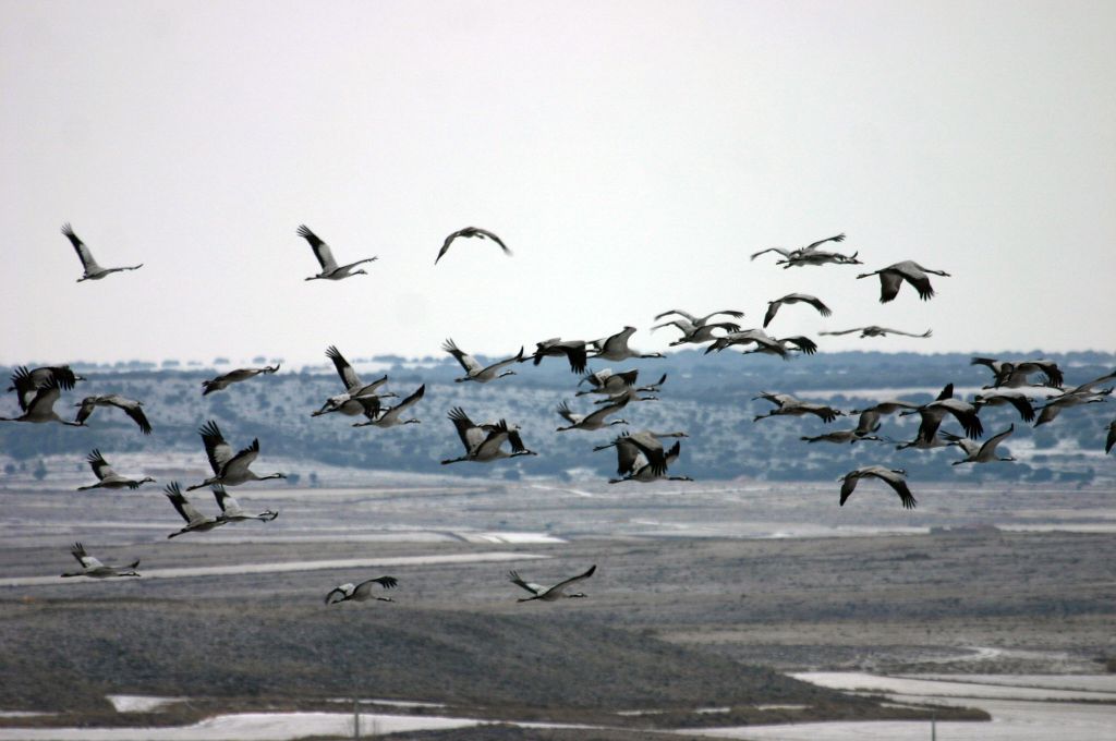 Grullas en la RND de la Laguna de Gallocanta