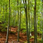 Bosques en la Red Natural de Aragón