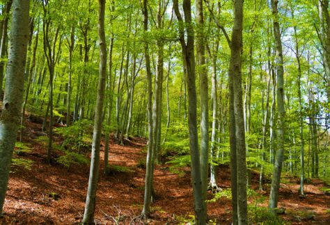 Bosques en la Red Natural de Aragón
