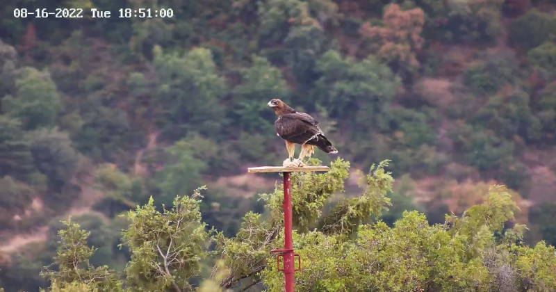 Ejemplar de águila perdicera reintroducida en la sierra de Guara. GREFA