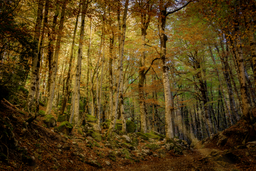 Bosques de Aragón. Imagen con derechos. Red Natural de Aragón