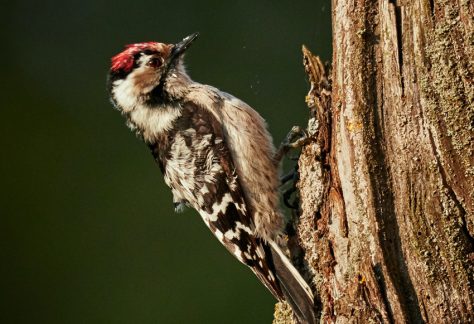 Pájaro carpintero. Red Natural de Aragón