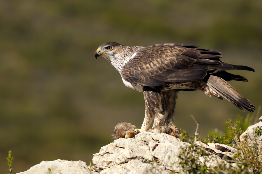 Águila Perdicera. Red Natural de Aragón.